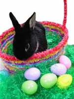 Easter Recipes